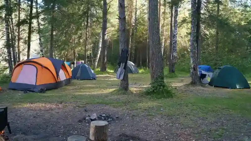 Is It Good to Set Up a Tent Under a Tree if It Rains - top picture with tents in the forest.